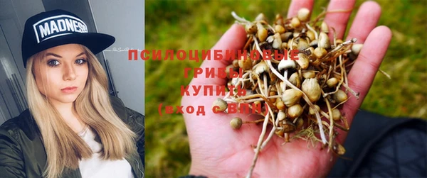 PSILOCYBIN Армянск